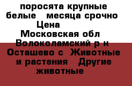 поросята крупные белые 2 месяца срочно › Цена ­ 5 000 - Московская обл., Волоколамский р-н, Осташево с. Животные и растения » Другие животные   